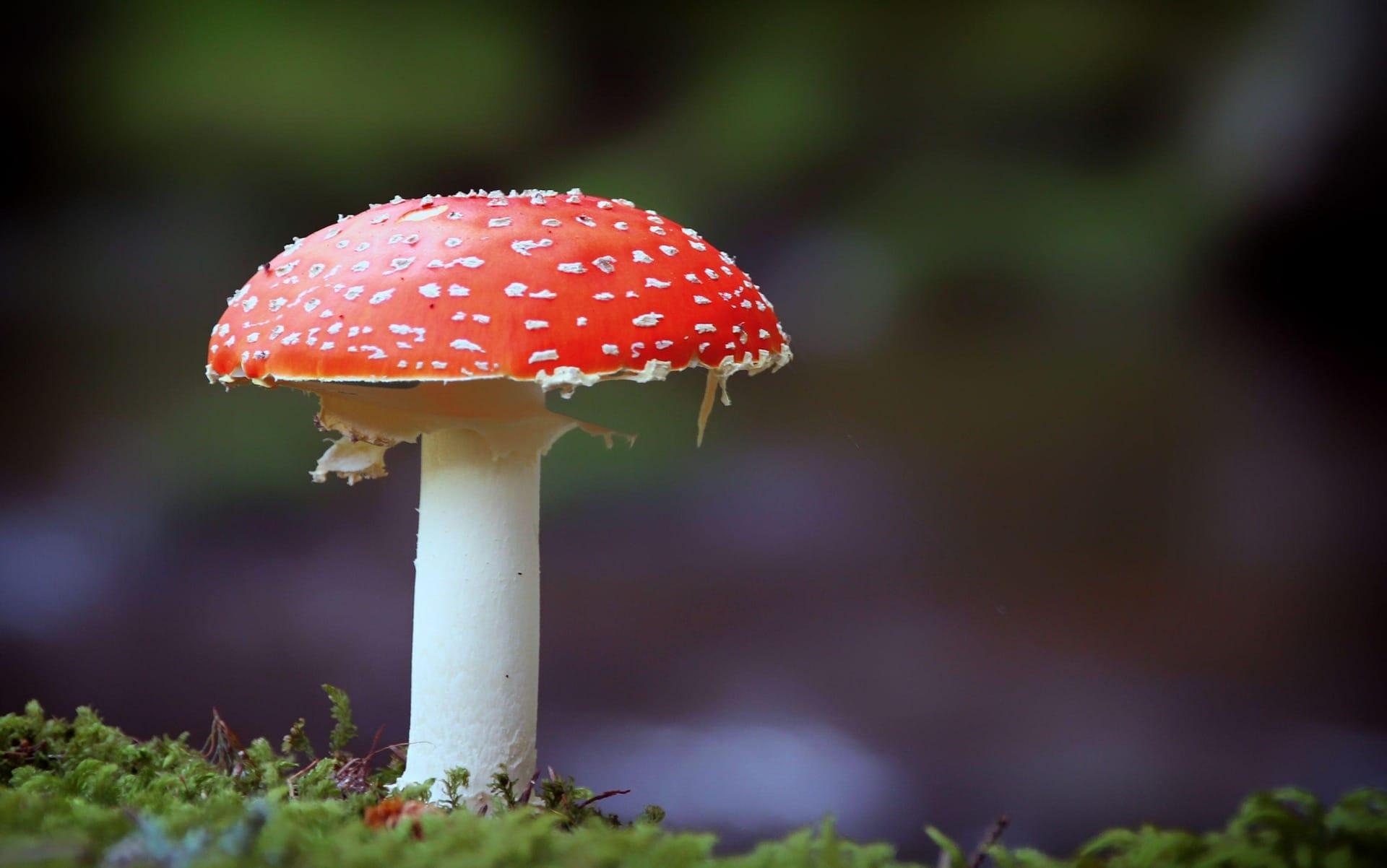 A close-up photograph of a red-and-white spotted Toadstool. 